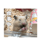 ハムスターのたっくん（個別スタンプ：9）