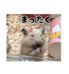 ハムスターのたっくん（個別スタンプ：11）