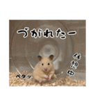 ハムスターのたっくん（個別スタンプ：12）