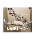 ハムスターのたっくん（個別スタンプ：15）