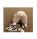 ハムスターのたっくん（個別スタンプ：16）