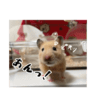 ハムスターのたっくん（個別スタンプ：17）