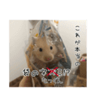 ハムスターのたっくん（個別スタンプ：19）