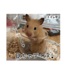 ハムスターのたっくん（個別スタンプ：20）