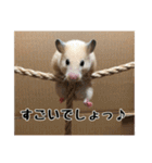 ハムスターのたっくん（個別スタンプ：22）