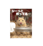 ハムスターのたっくん（個別スタンプ：23）