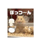 ハムスターのたっくん（個別スタンプ：24）