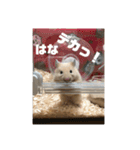 ハムスターのたっくん（個別スタンプ：25）