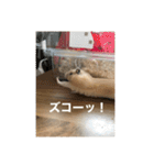 ハムスターのたっくん（個別スタンプ：26）