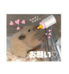 ハムスターのたっくん（個別スタンプ：34）