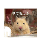 ハムスターのたっくん（個別スタンプ：35）