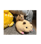 ハムスターのたっくん（個別スタンプ：36）