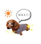 愛犬ココアすたんぷ（個別スタンプ：1）