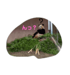 動物スタンプ（改良版）（個別スタンプ：2）