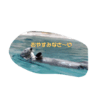 動物スタンプ（改良版）（個別スタンプ：5）