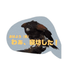 動物スタンプ（改良版）（個別スタンプ：8）