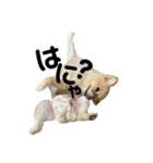 こむぎの。（個別スタンプ：1）