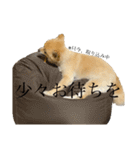 こむぎの。（個別スタンプ：9）