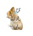 こむぎの。（個別スタンプ：12）