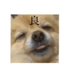 こむぎの。（個別スタンプ：13）