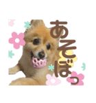 こむぎの。（個別スタンプ：14）