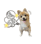 こむぎの。（個別スタンプ：15）