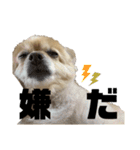こむぎの。（個別スタンプ：21）