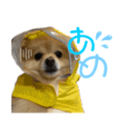 こむぎの。（個別スタンプ：23）