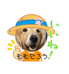 ゴールデンレトリバー金＆桃＆福（個別スタンプ：1）