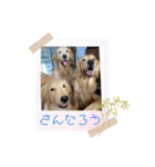 ゴールデンレトリバー金＆桃＆福（個別スタンプ：9）