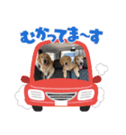 ゴールデンレトリバー金＆桃＆福（個別スタンプ：10）