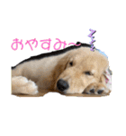 ゴールデンレトリバー金＆桃＆福（個別スタンプ：18）