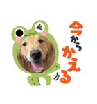 ゴールデンレトリバー金＆桃＆福（個別スタンプ：25）