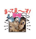ゴールデンレトリバー金＆桃＆福（個別スタンプ：28）
