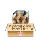 ゴールデンレトリバー金＆桃＆福（個別スタンプ：30）