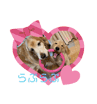 ゴールデンレトリバー金＆桃＆福（個別スタンプ：37）
