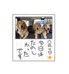ゴールデンレトリバー金＆桃＆福（個別スタンプ：39）