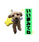 マルプーのお返事③（個別スタンプ：2）