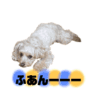 マルプーのお返事③（個別スタンプ：6）