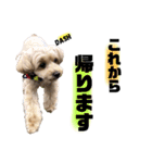 マルプーのお返事③（個別スタンプ：10）