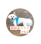 I am No. 1 strong DOG（個別スタンプ：1）