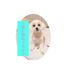 I am No. 1 strong DOG（個別スタンプ：3）