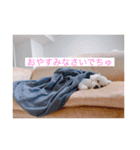 I am No. 1 strong DOG（個別スタンプ：4）