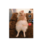ぺぺ＆ノア（個別スタンプ：3）
