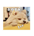 ぺぺ＆ノア（個別スタンプ：4）