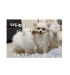 ぺぺ＆ノア（個別スタンプ：7）