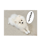 ぺぺ＆ノア（個別スタンプ：8）