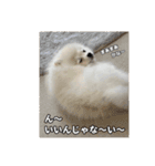 ぺぺ＆ノア（個別スタンプ：10）