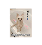 ぺぺ＆ノア（個別スタンプ：12）