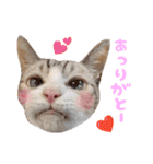 チョッちゃんだらけ（個別スタンプ：3）